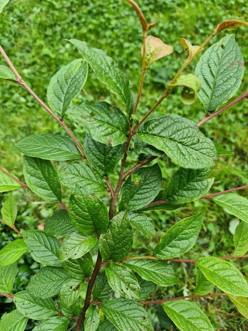Cotoneaster 7
