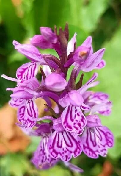 Orchide a labbro a cuneo 3