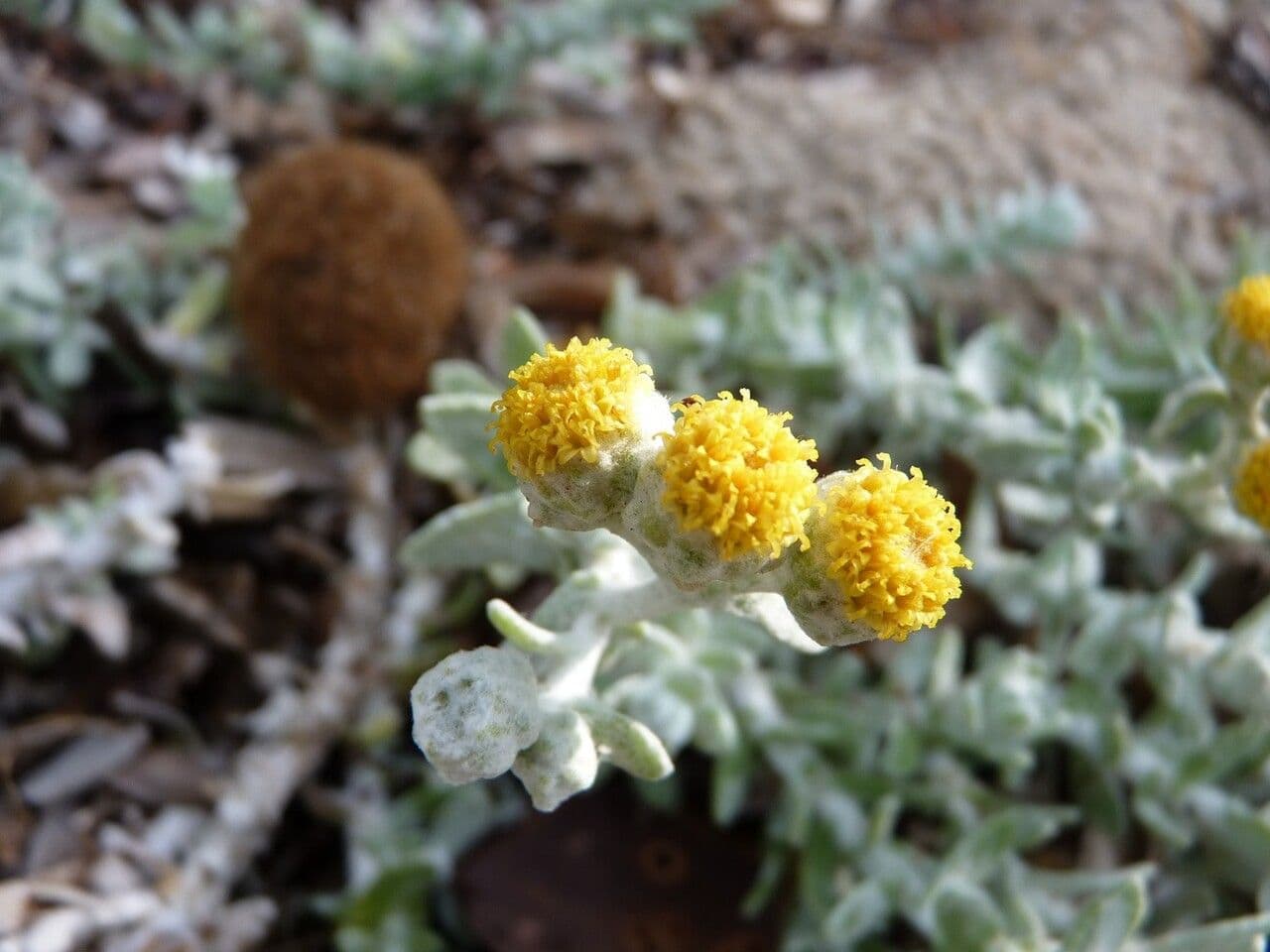 Achillea marittima 6