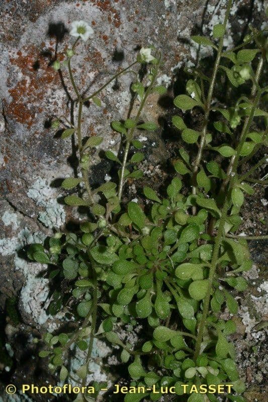 Borracina fragrante 10
