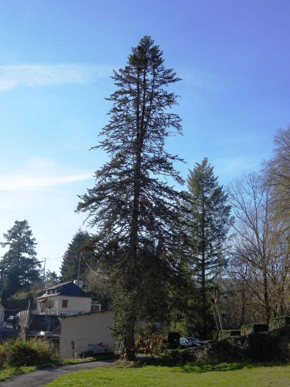 Sapin géant 7