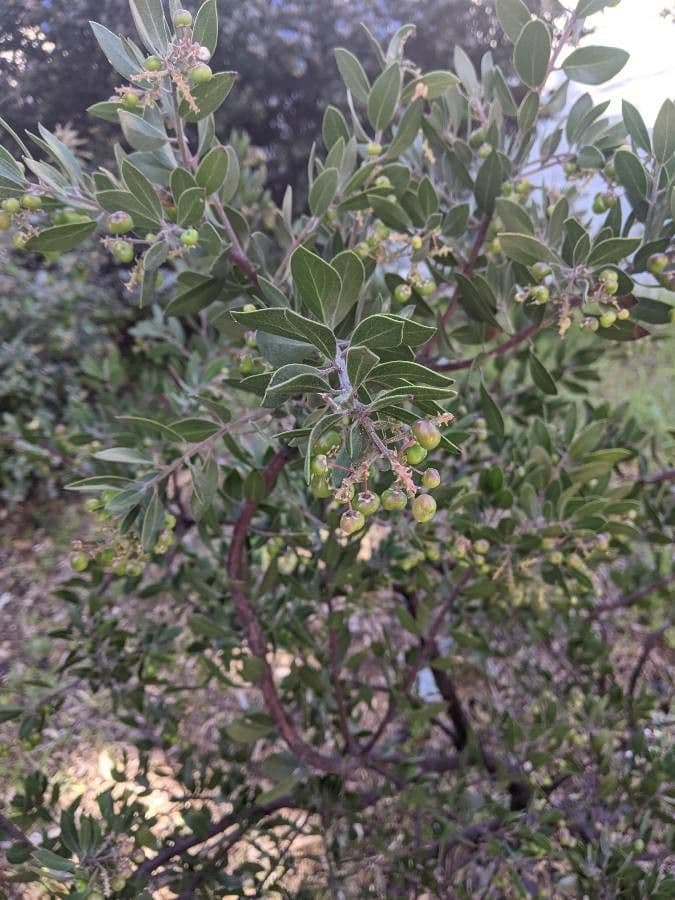 Manzanita 2