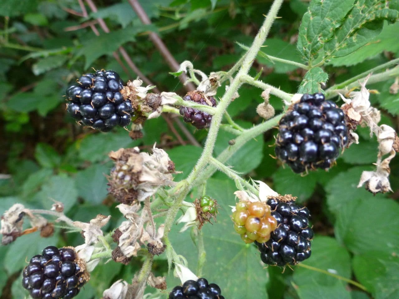 Großährige Brombeere
