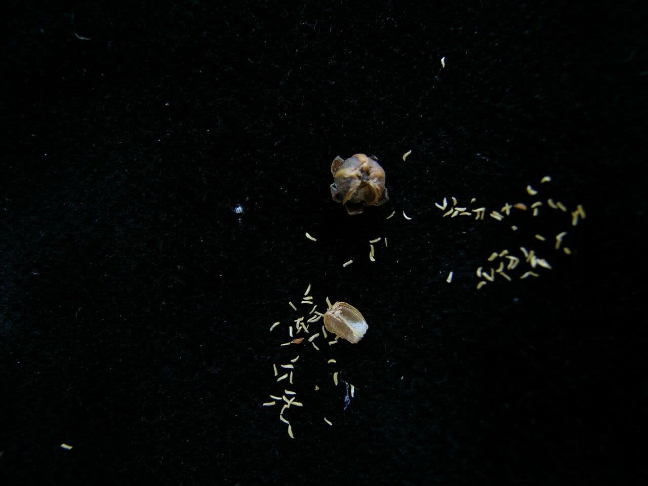 Lyonia 8