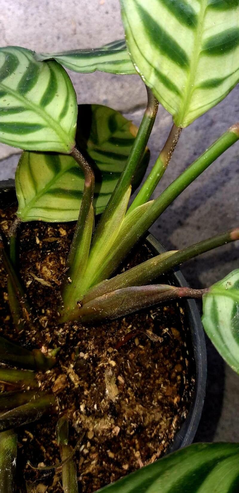 Ctenanthe 12