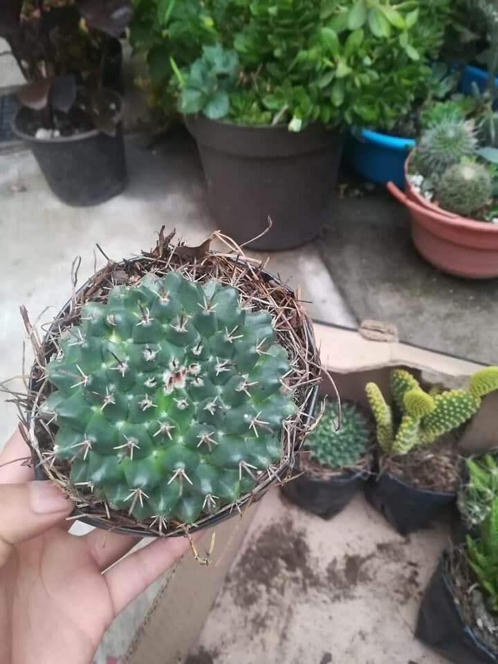 Mammillaria uncinata 12
