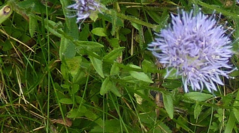 Jasione 30