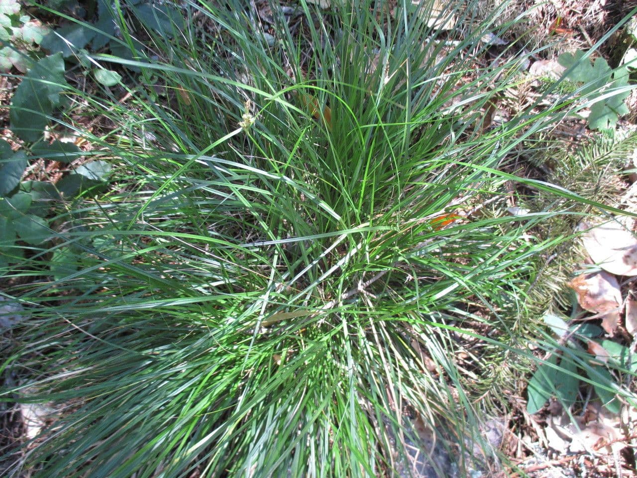 Ostřice kuloplodá 3