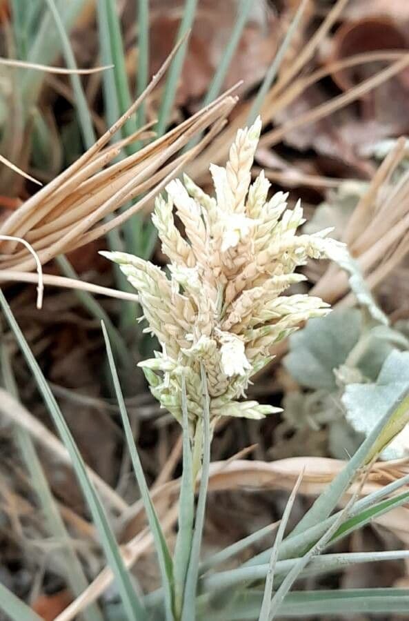 Distichlis spicata 5