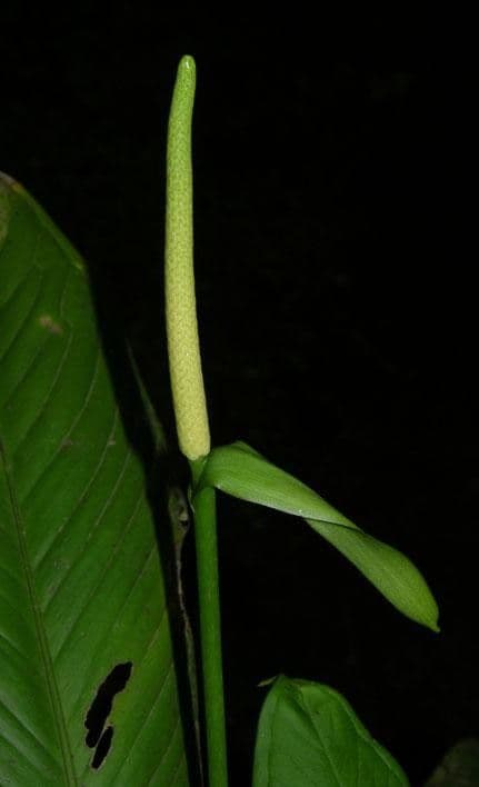 Anthurium lanceolato 8