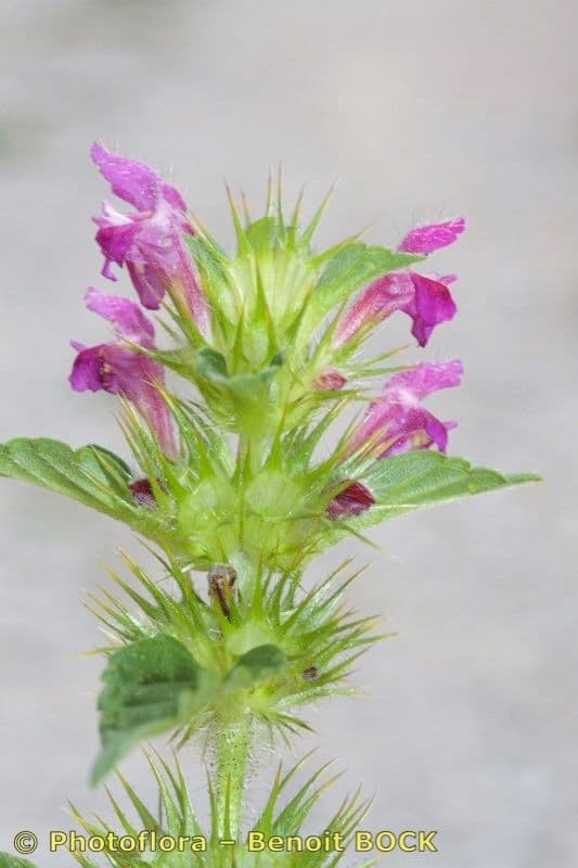 Canapa selvatica pubescente