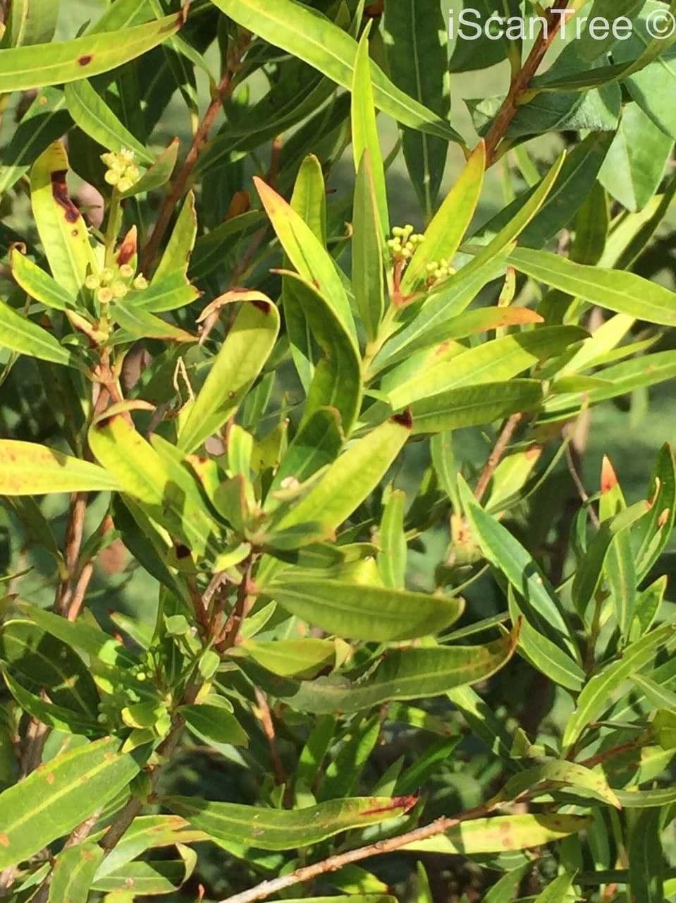 Sizigio 14