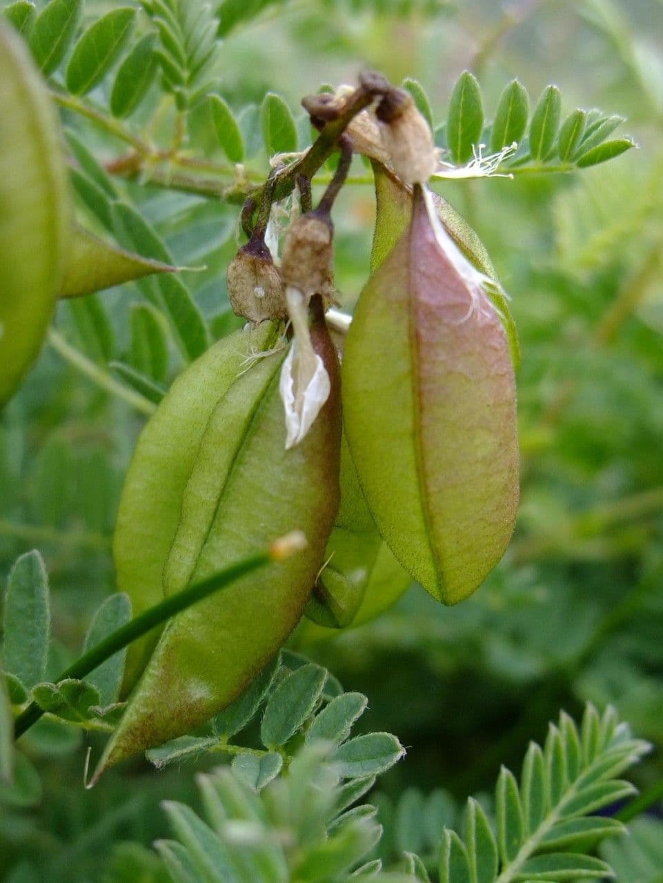 Astragalus penduliflorus 5