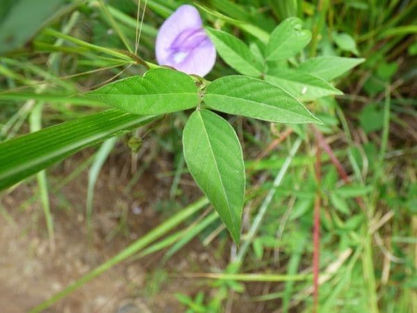 Centrosema virginianum 17