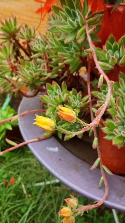 Echeveria