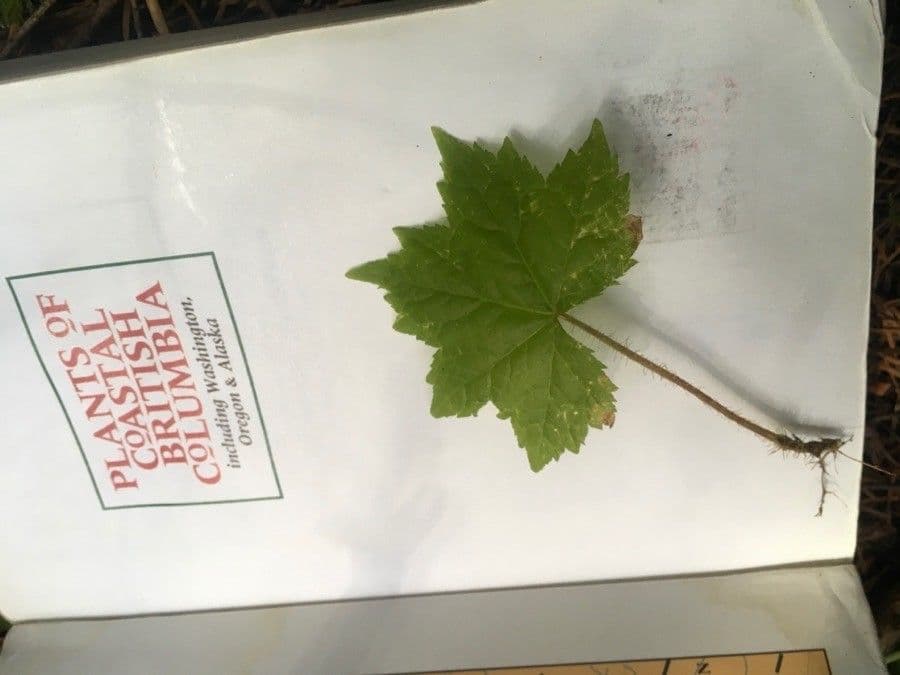 Tiarella trifoliata 13