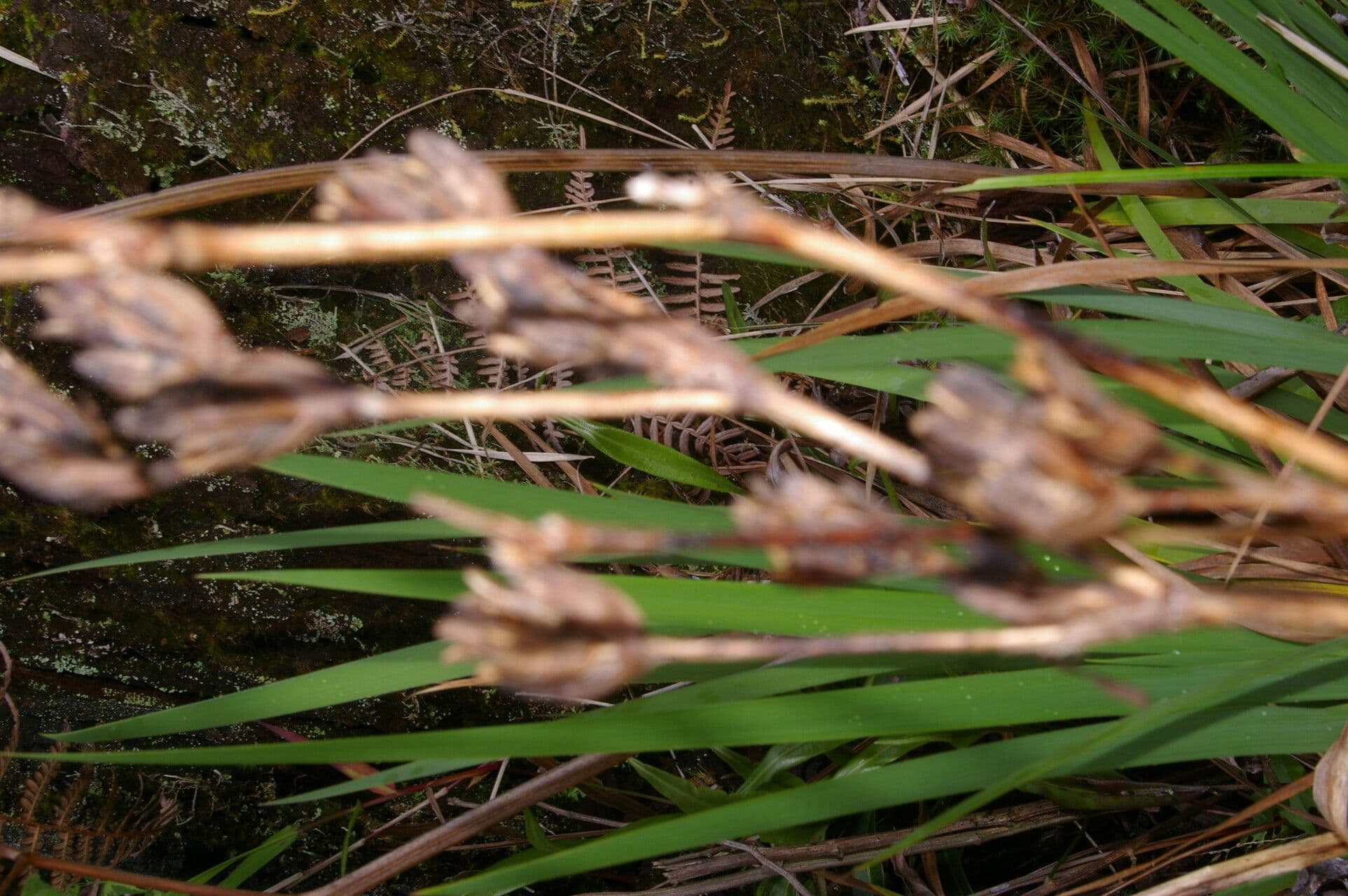 Iris del Chimborazo 3