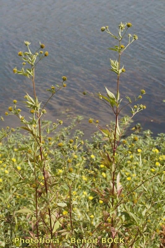 Bidens vulgata 11