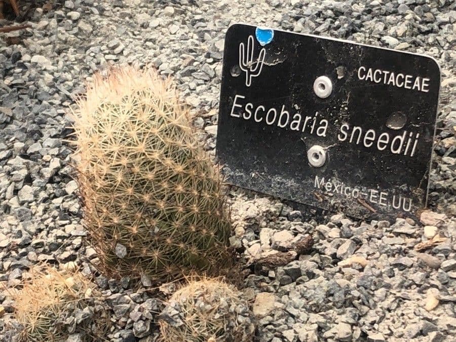 Cactus 5