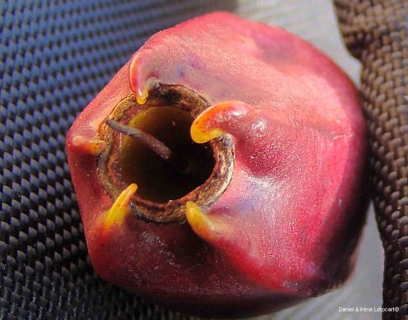 Syzygium 4