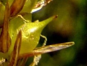 Carice rostrata 7