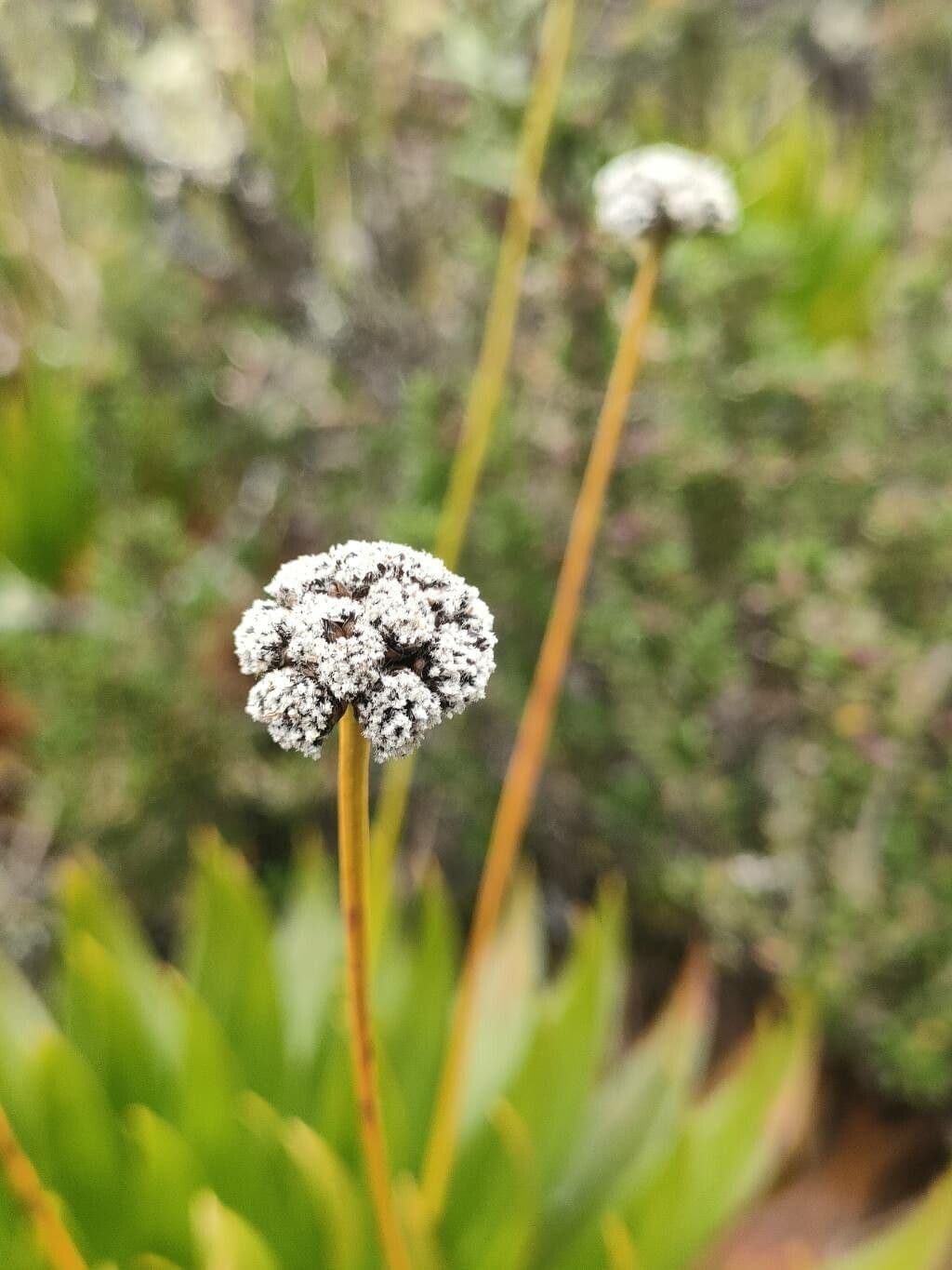 Paepalanthus 3