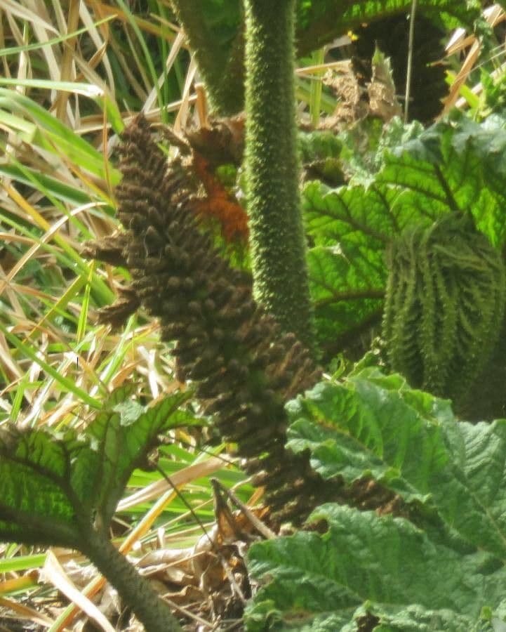 Gunnera tinctoria 6