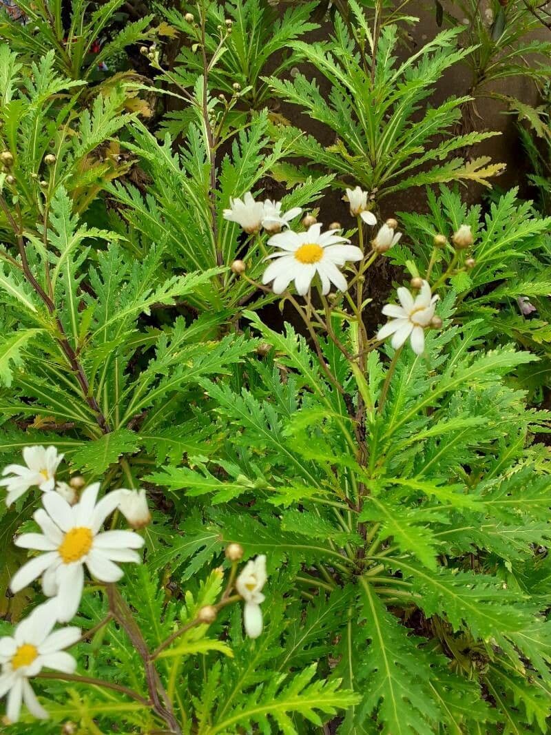 Argyranthemum 3
