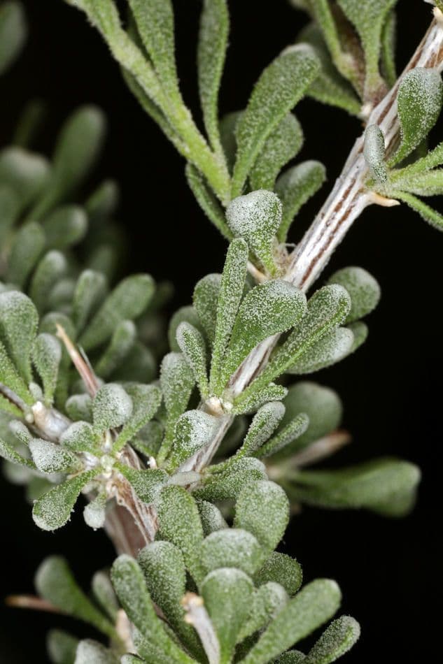 Grayia spinosa 17