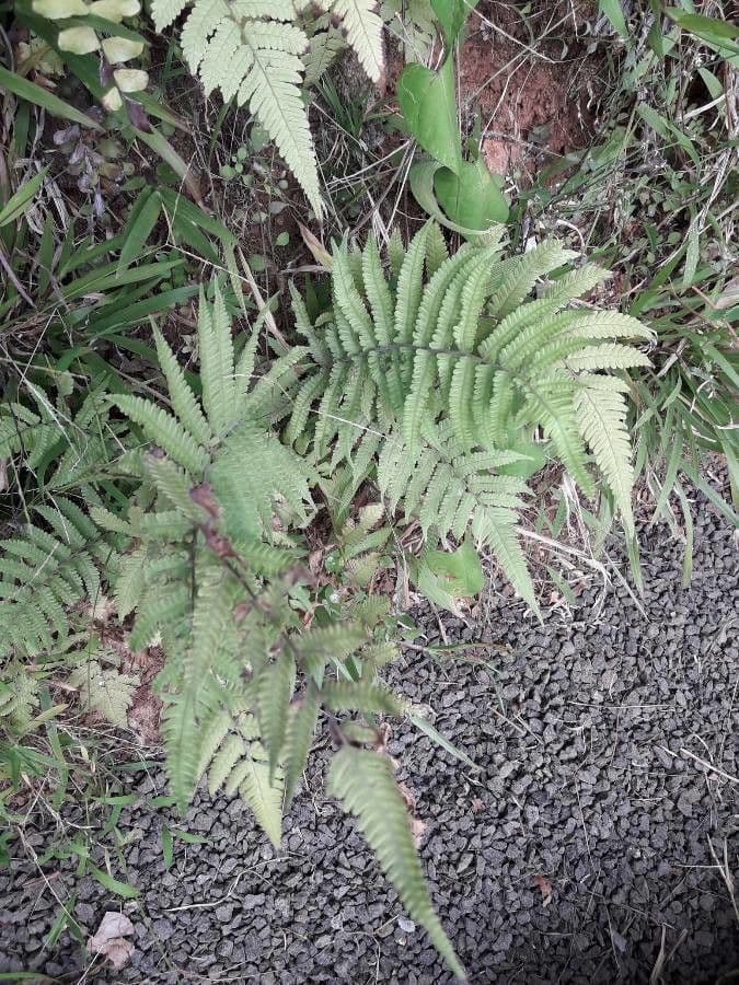 Macrothelypteris 4