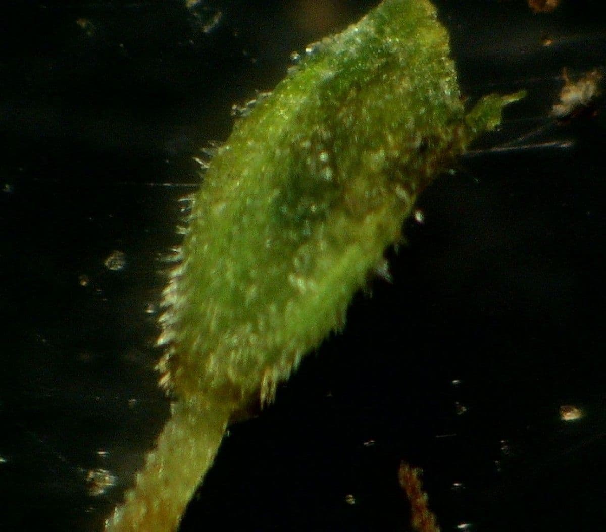 Carex depressa 6