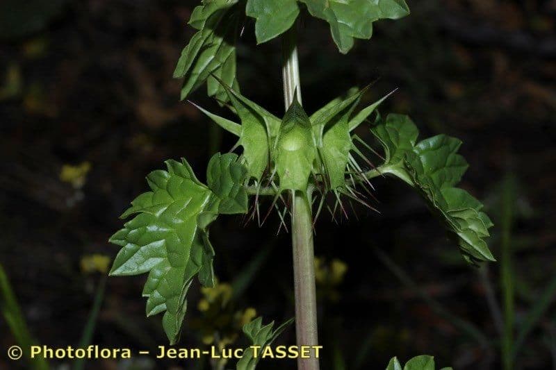 Moluccella 3