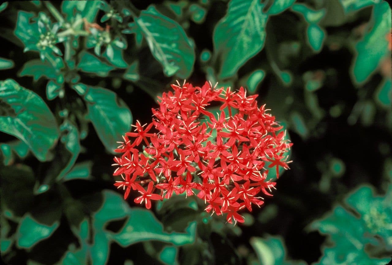 Rhodopentas