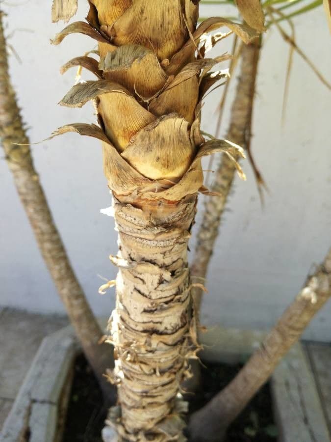 Yuca gigante 20