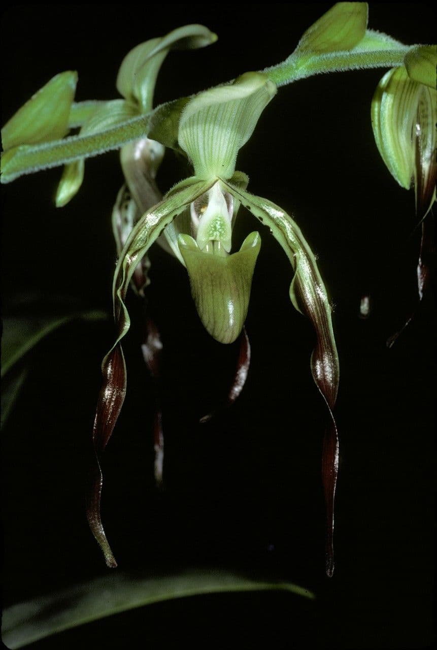 Obcas Parisha