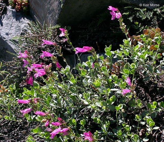 Penstemon rupicolo 9