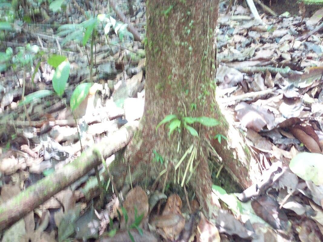 Pouteria