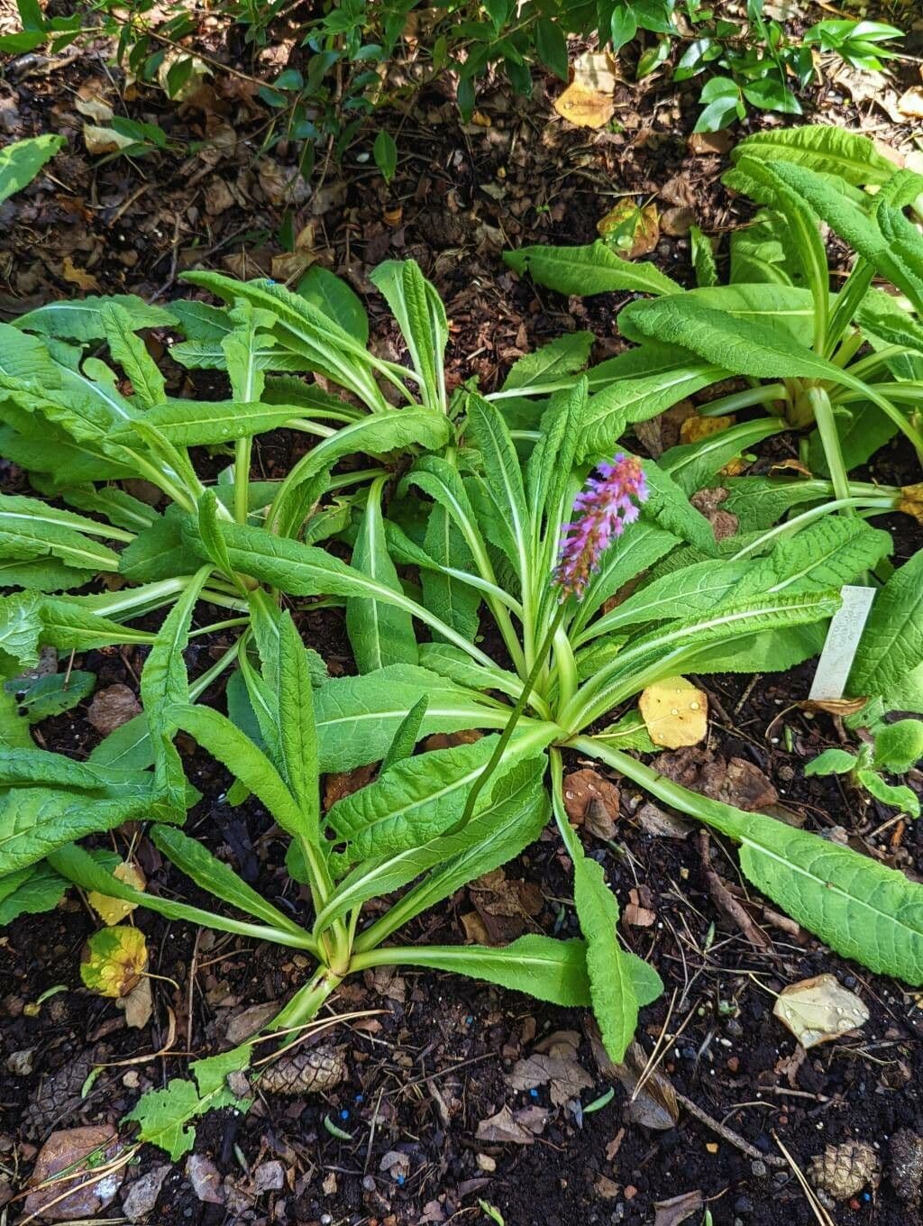 Primula 8