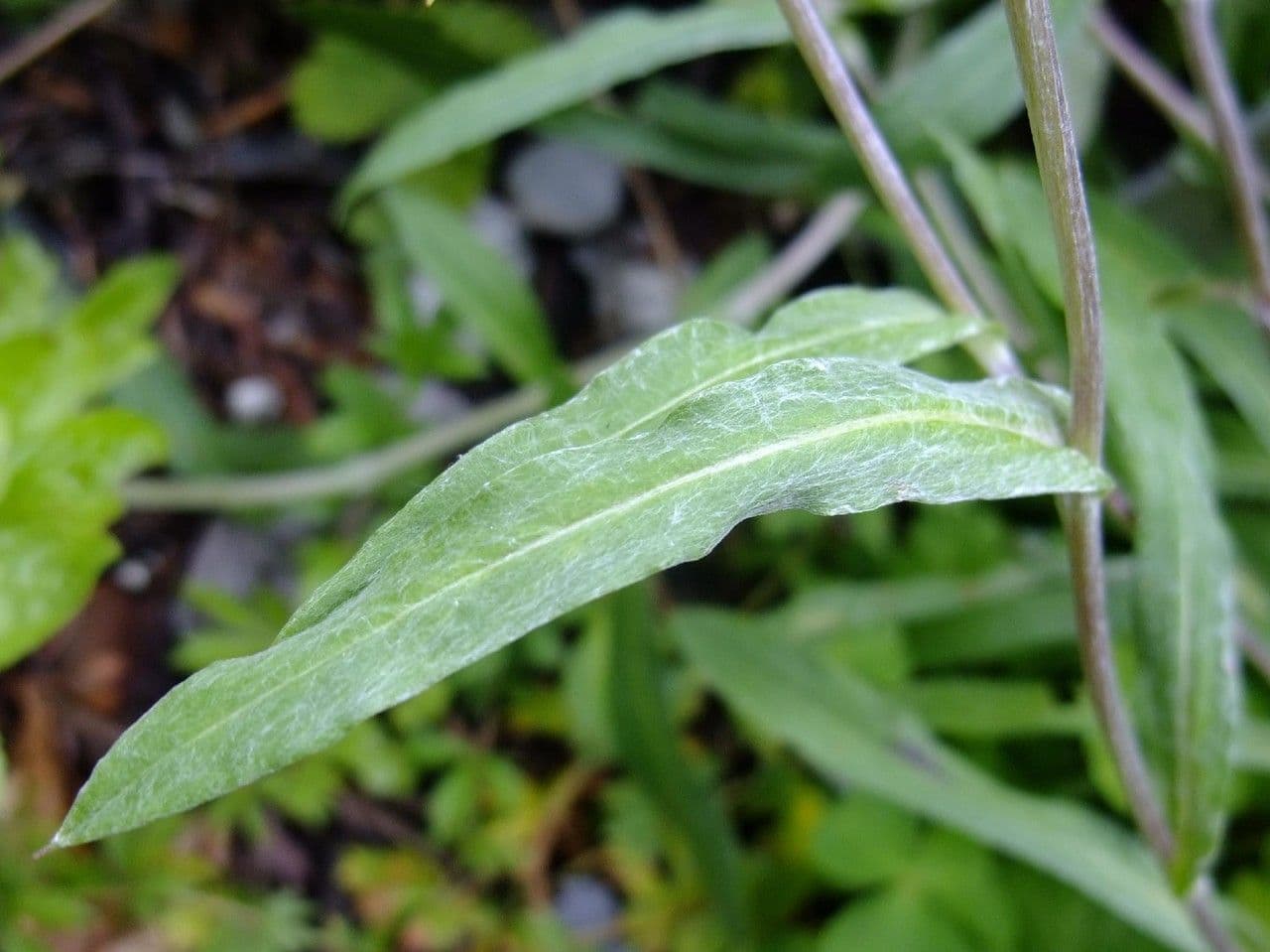 Edelweiss 11