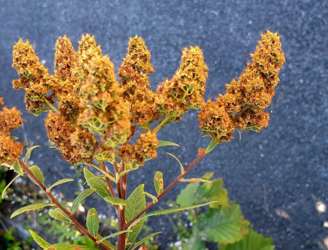 Spiraea di Douglas 4