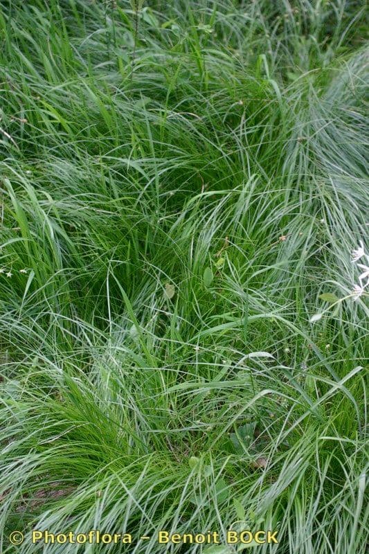 Sedge 9