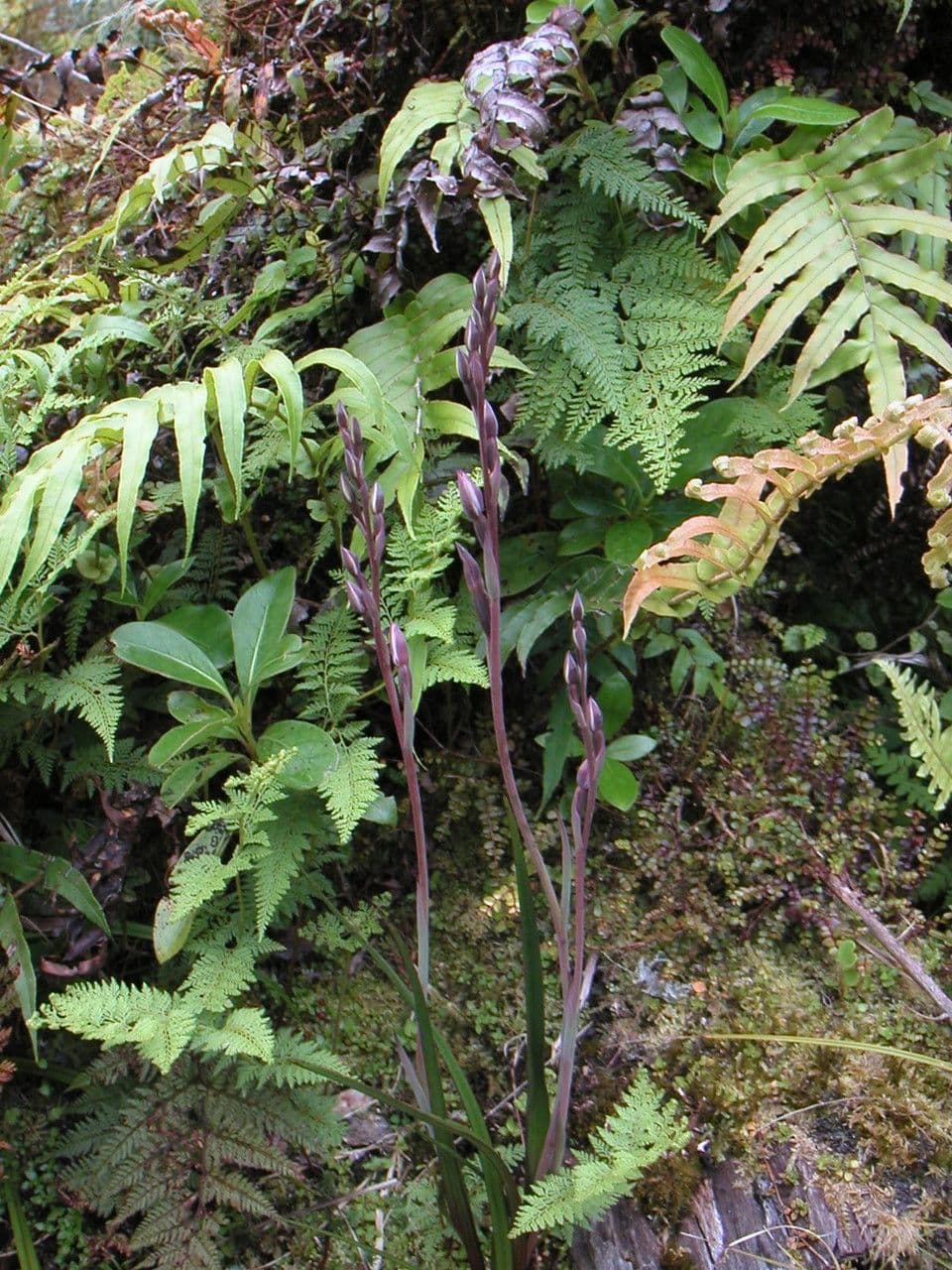 Thelymitra dlouholistá