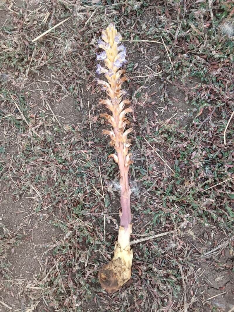 Australian broomrape 14