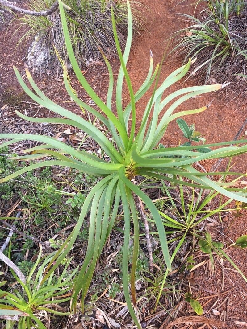 Lomandra insulare 15