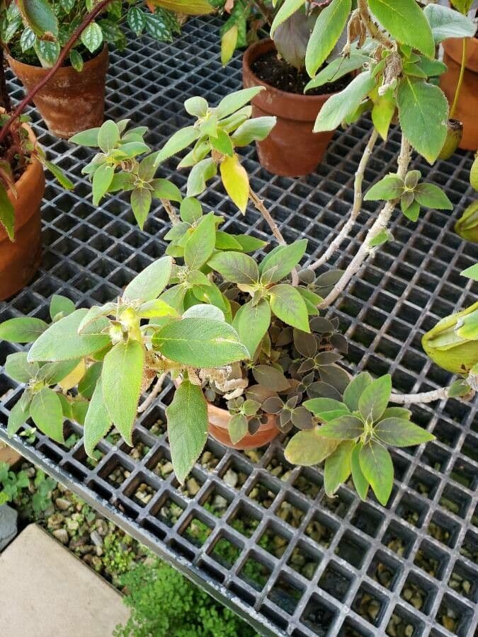 Kohleria pelosa 6