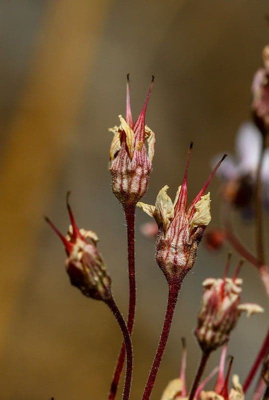 Jepsonia