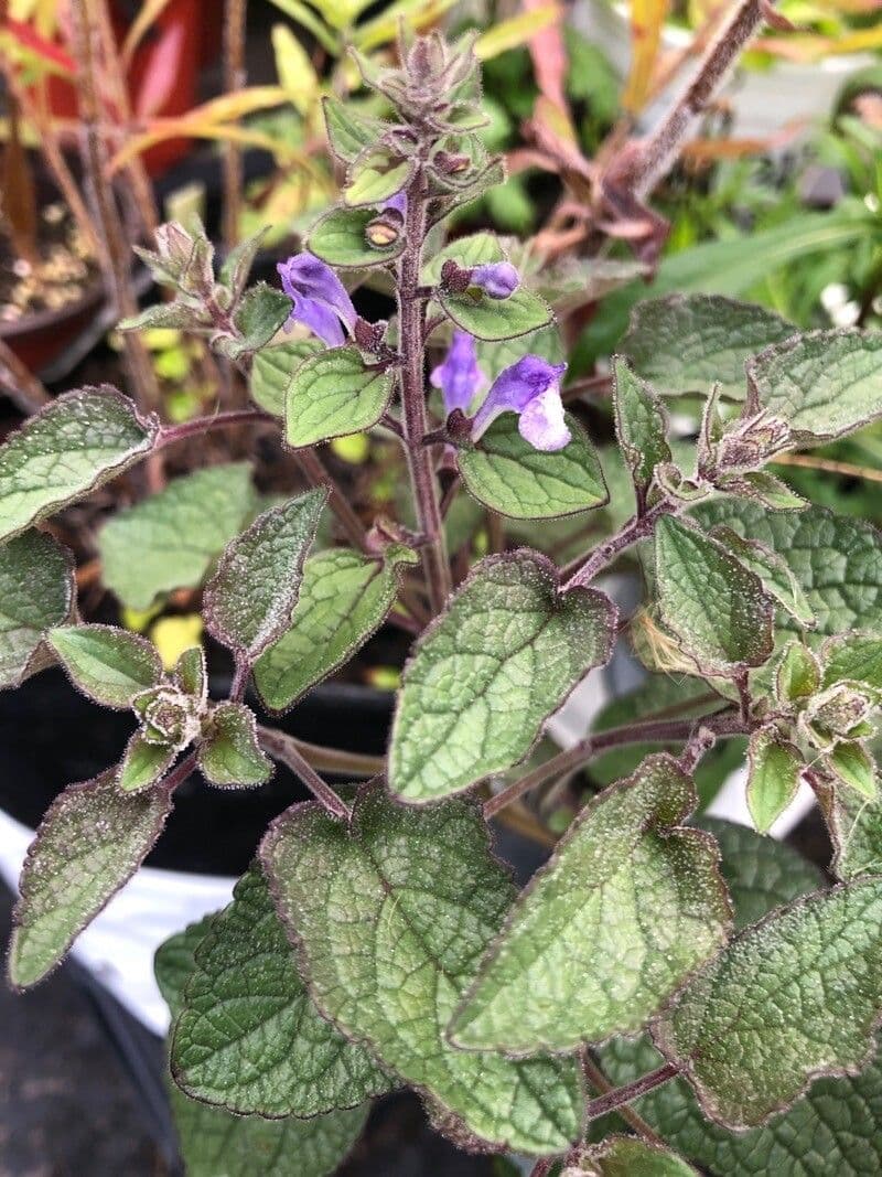 Scutellaria ovata 15