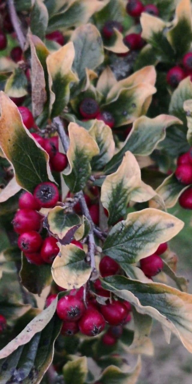 Cotoneaster