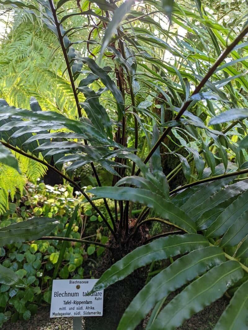 Blechnum 5