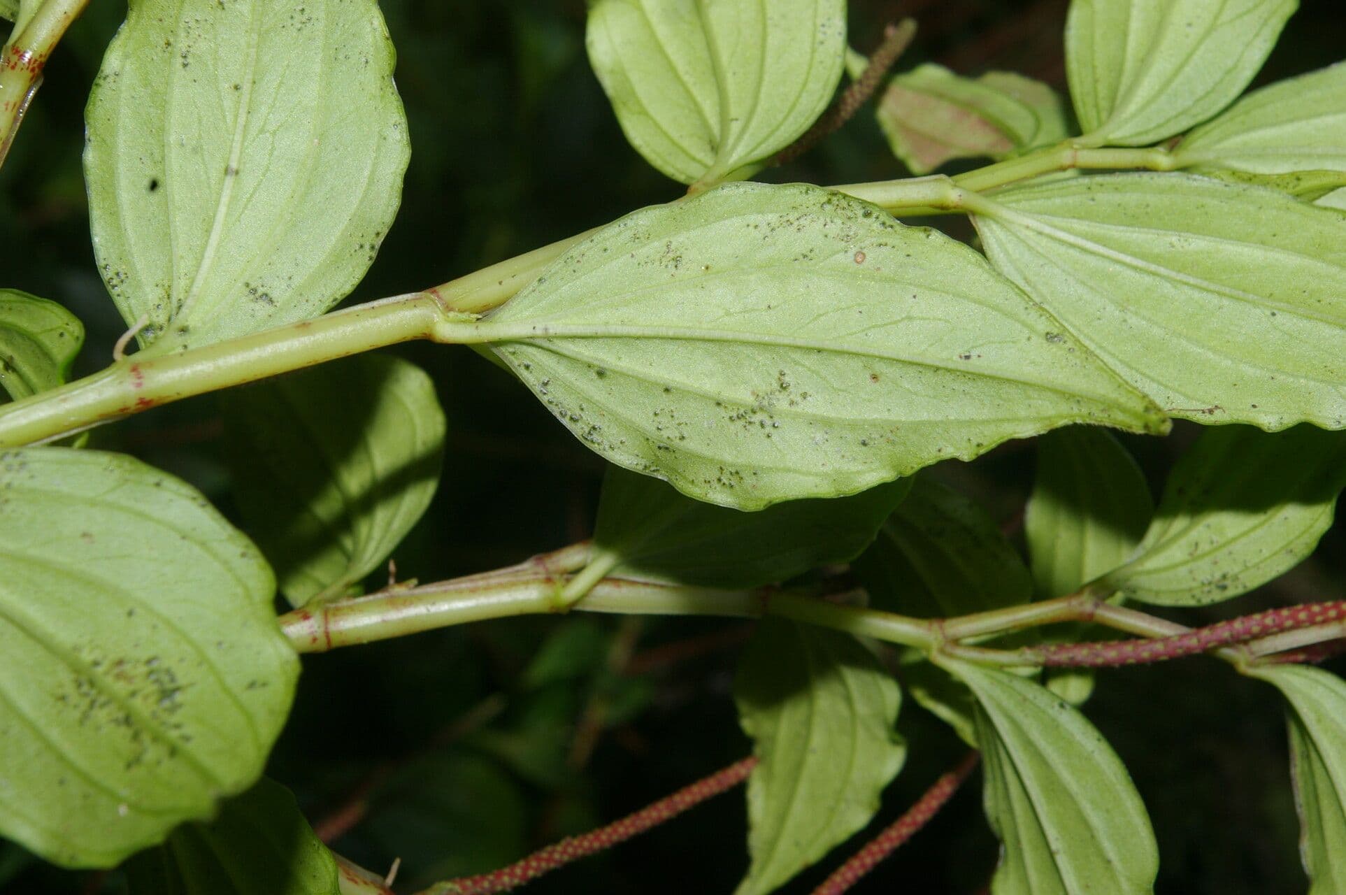 Peperomia 6